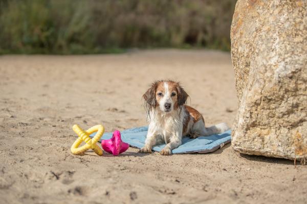 Trixie Aqua Toy Greifer Hundespielzeug